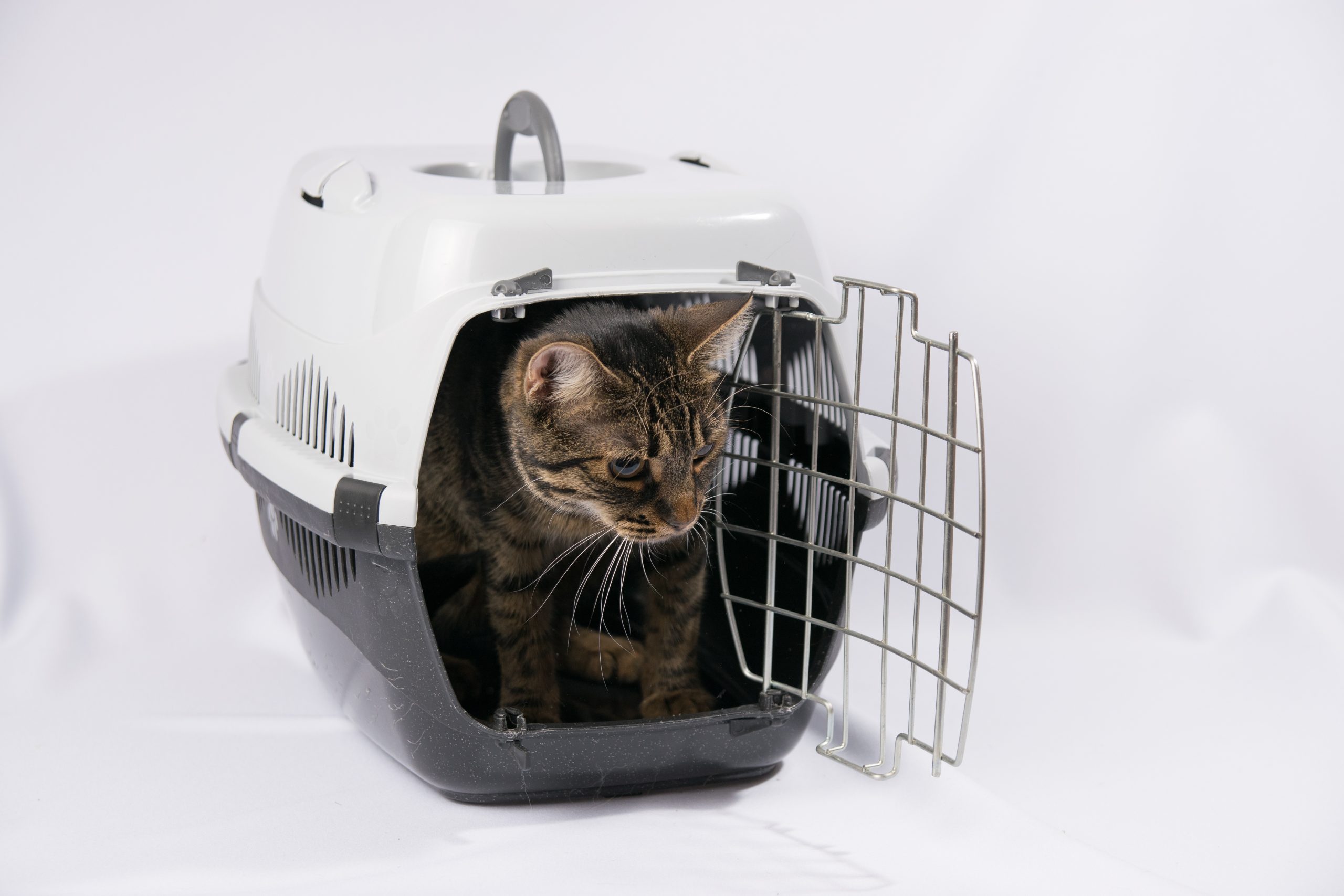 cat travel kit